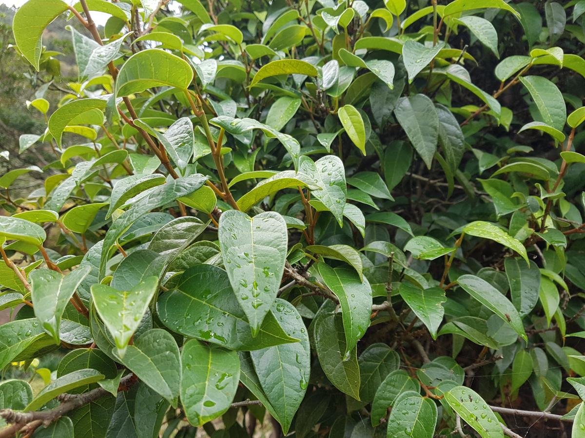 FICUS NIPPONICA BRANCH/LEAF EXTRACT