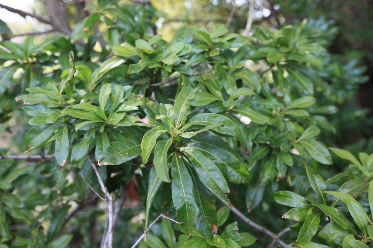 MYRICA RUBRA LEAF/STEM EXTRACT