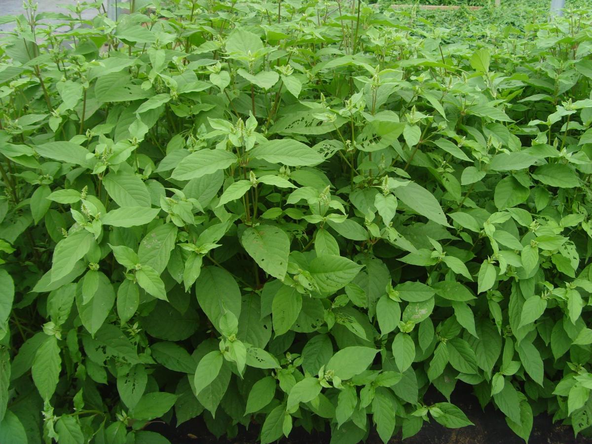 ACHYRANTHES BIDENTATA ROOT EXTRACT