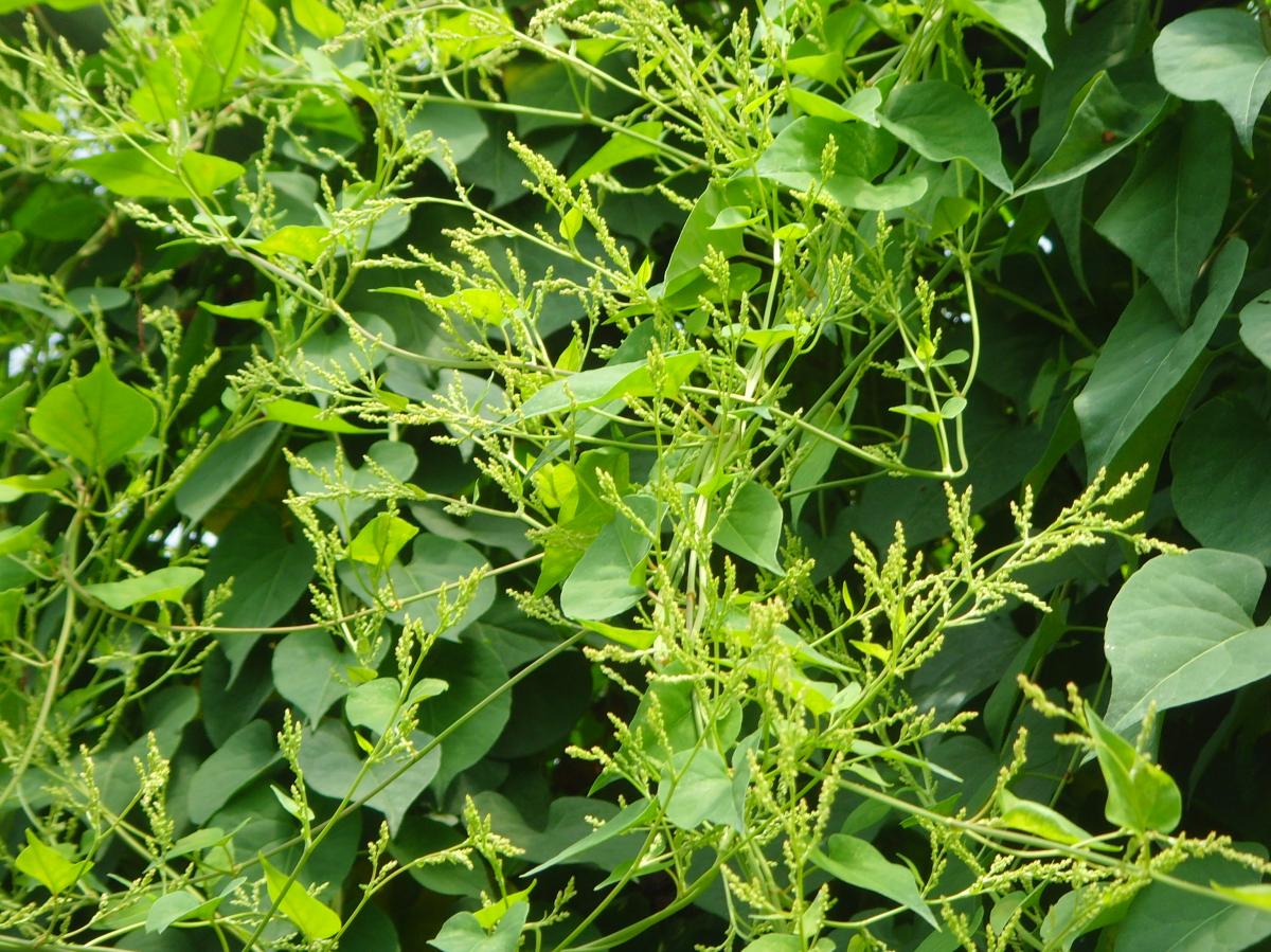 POLYGONUM MULTIFLORUM ROOT EXTRACT