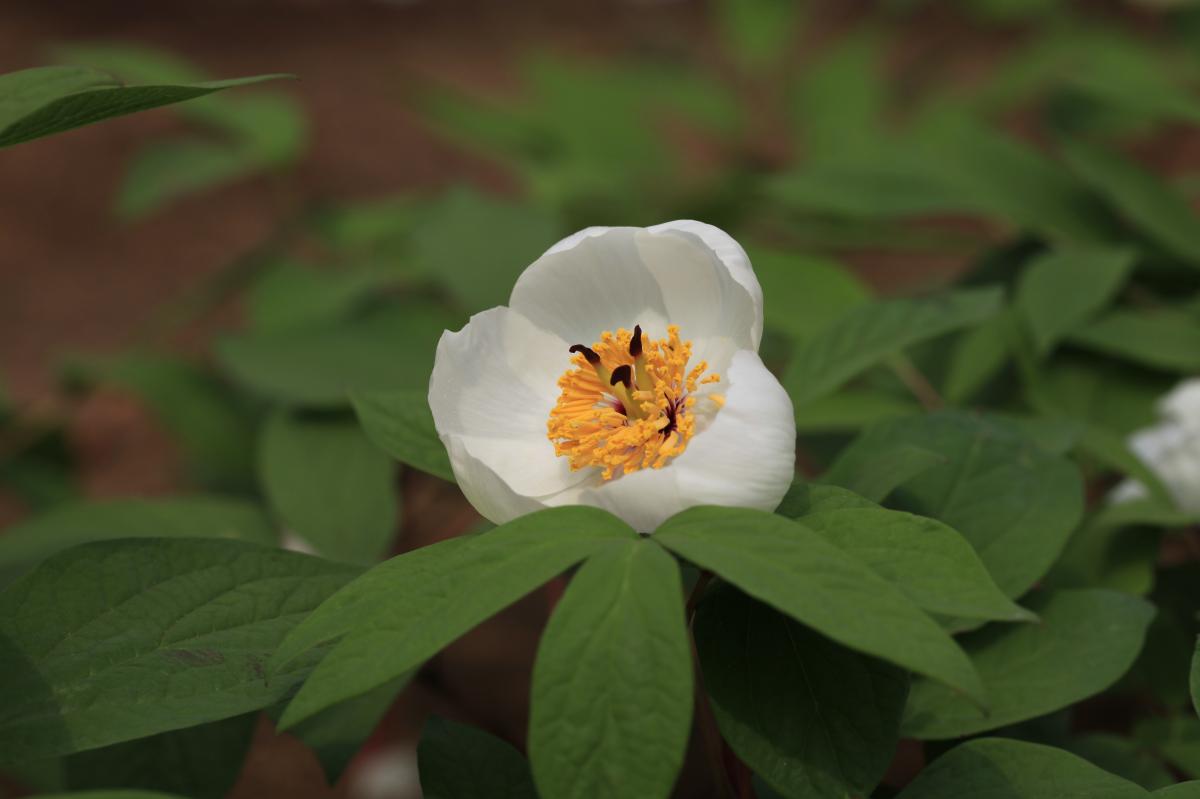 산작약