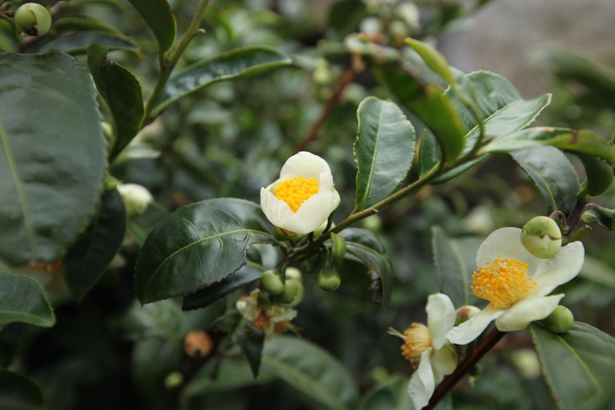 CAMELLIA SINENSIS FLOWER EXTRACT