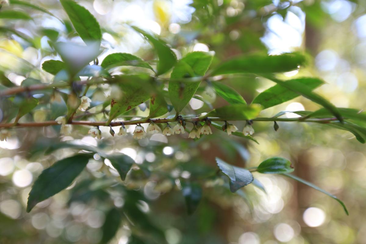 EURYA JAPONICA EXTRACT
