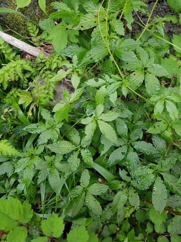 GNAPHALIUM AFFINE LEAF EXTRACT