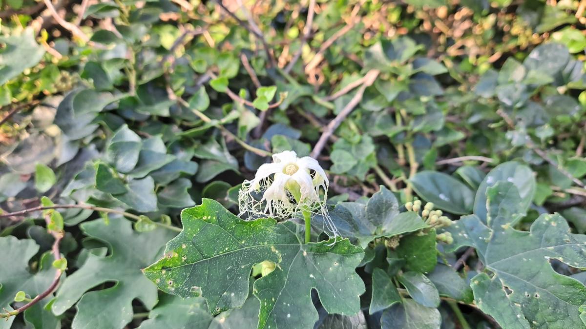TRICHOSANTHES KIRILOWII FRUIT EXTRACT