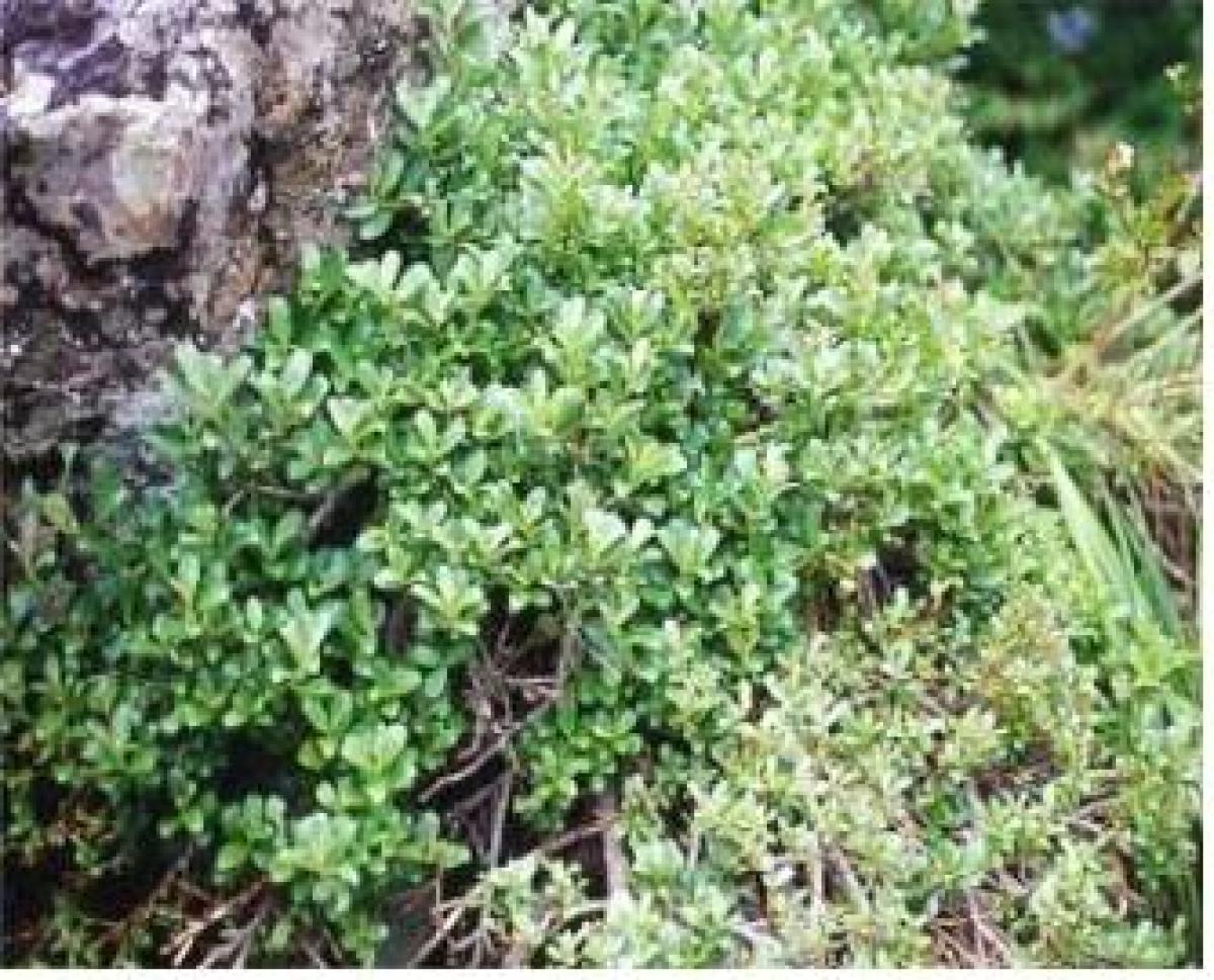 SALIX BLINII LEAF EXTRACT
