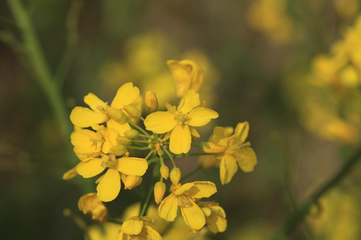 BRASSICA NAPUS EXTRACT