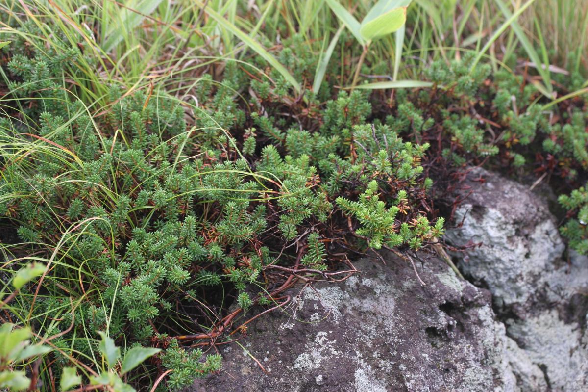 EMPETRUM NIGRUM CALLUS CULTURE EXTRACT