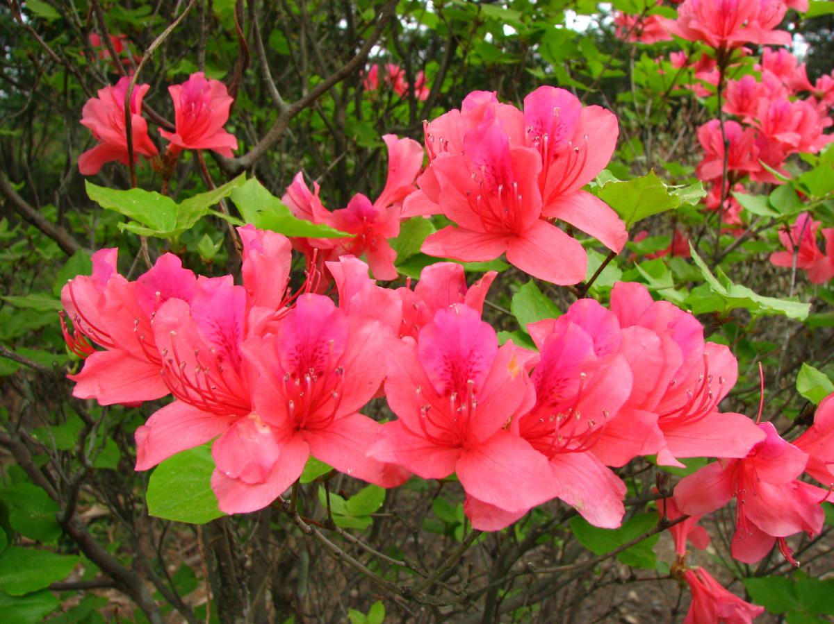 RHODODENDRON INDICUM FLOWER EXTRACT