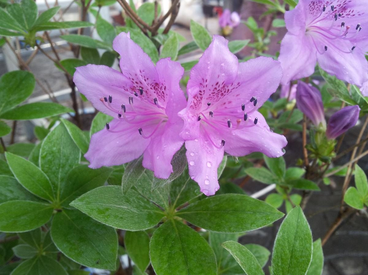 RHODODENDRON YEDOENSE BRANCH/LEAF EXTRACT