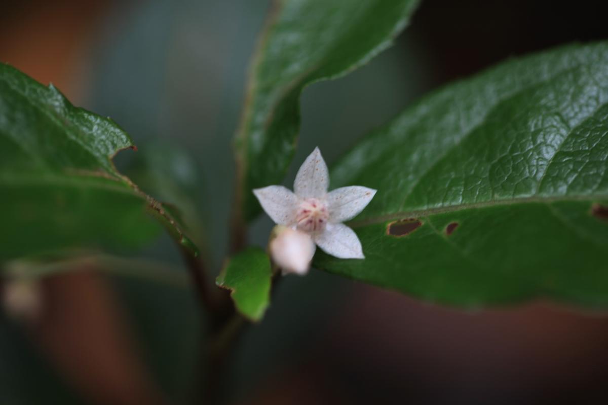 ARDISIA JAPONICA BRANCH/LEAF EXTRACT