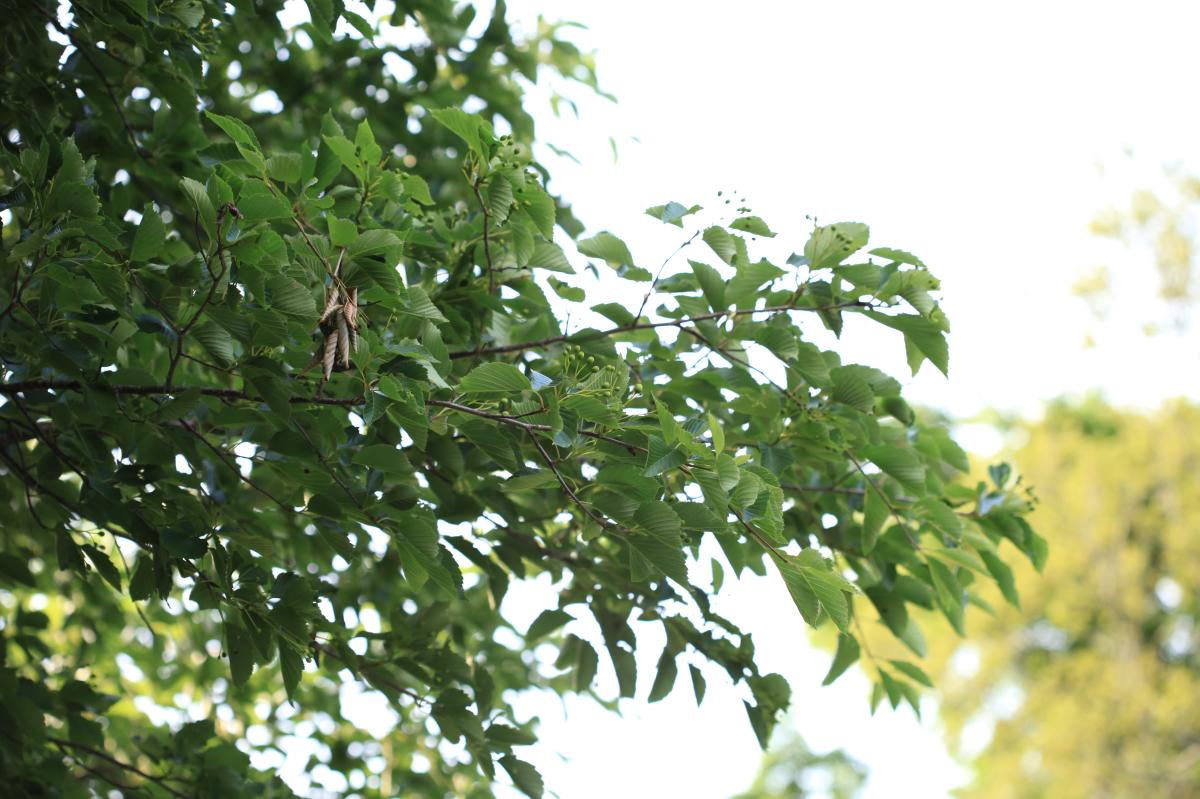 SORBUS ALNIFOLIA BRANCH/LEAF EXTRACT