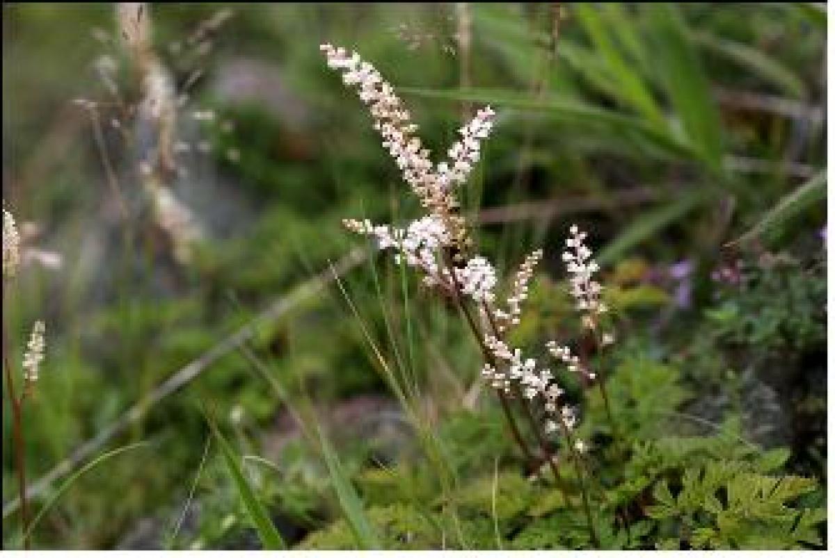 ARUNCUS AETHUSIFOLIUS EXTRACT