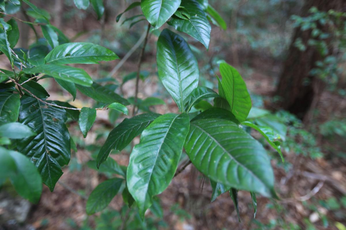 ERIOBOTRYA JAPONICA FRUIT/LEAF EXTRACT