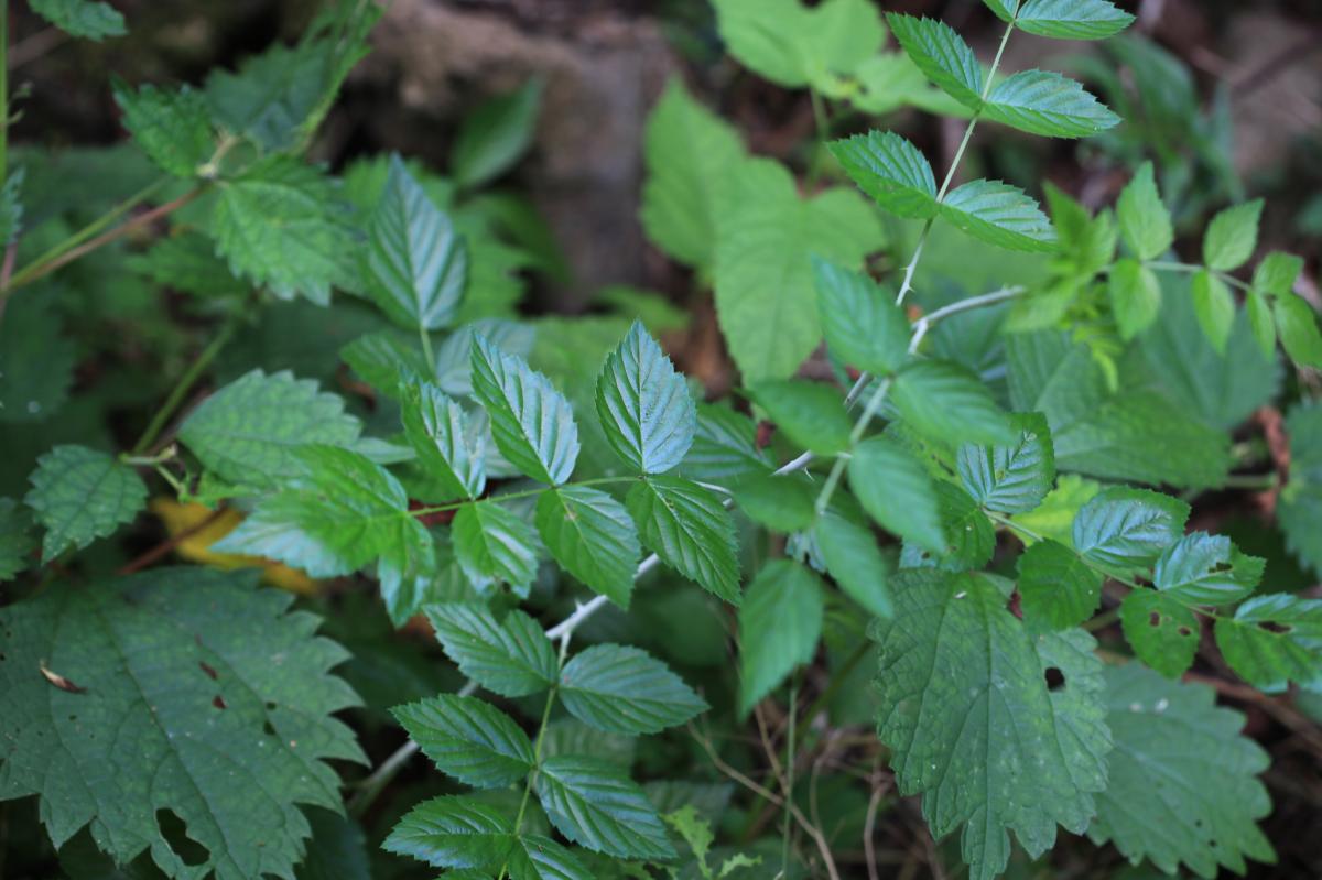 RUBUS COREANUS ROOT EXTRACT