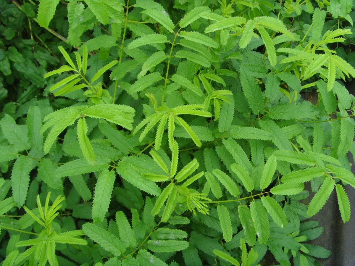 SANGUISORBA OFFICINALIS ROOT EXTRACT