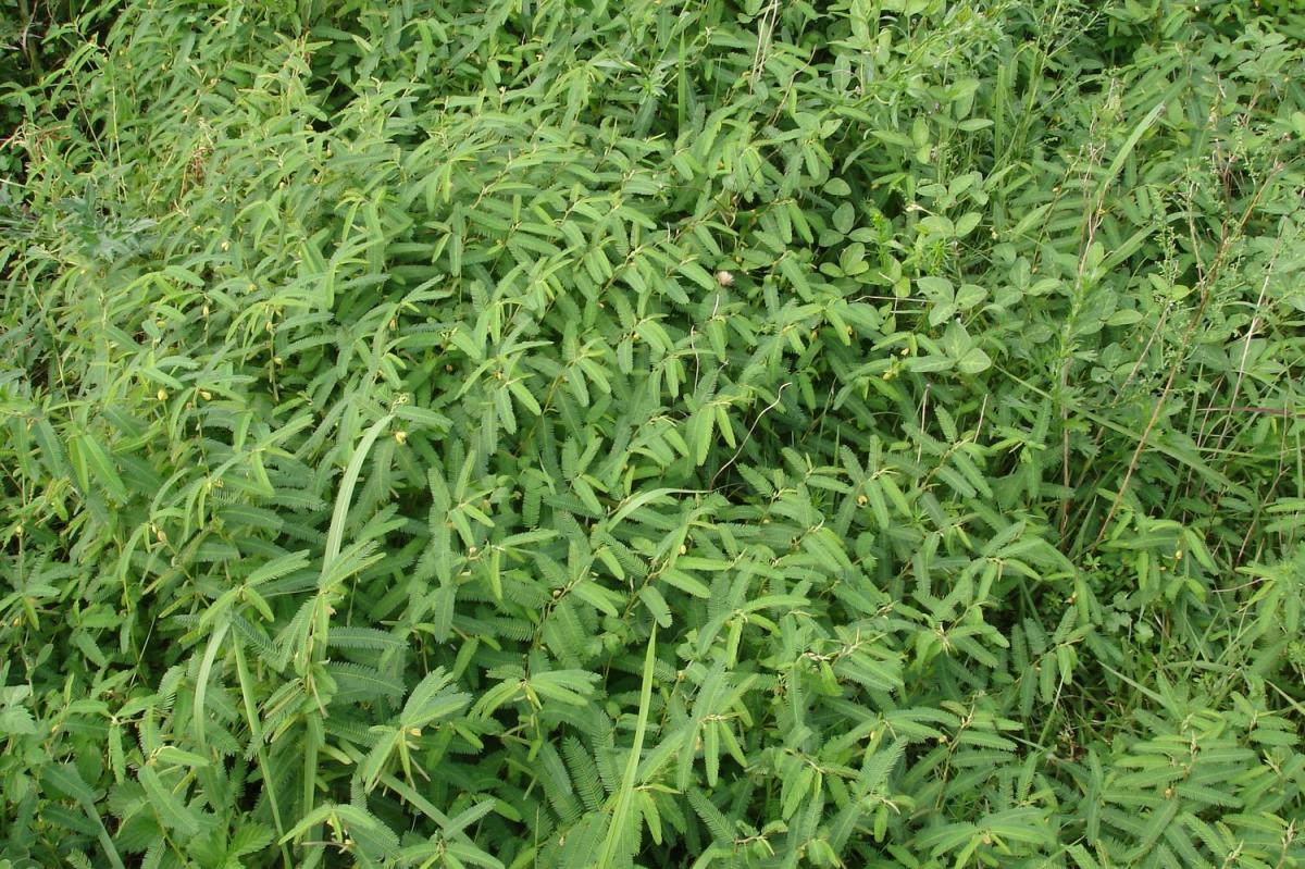 CHAMAECRISTA NOMAME EXTRACT