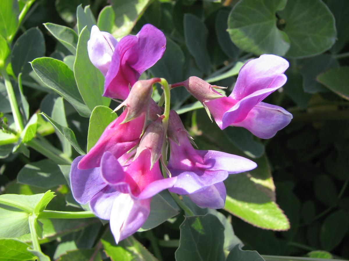 LATHYRUS JAPONICUS EXTRACT