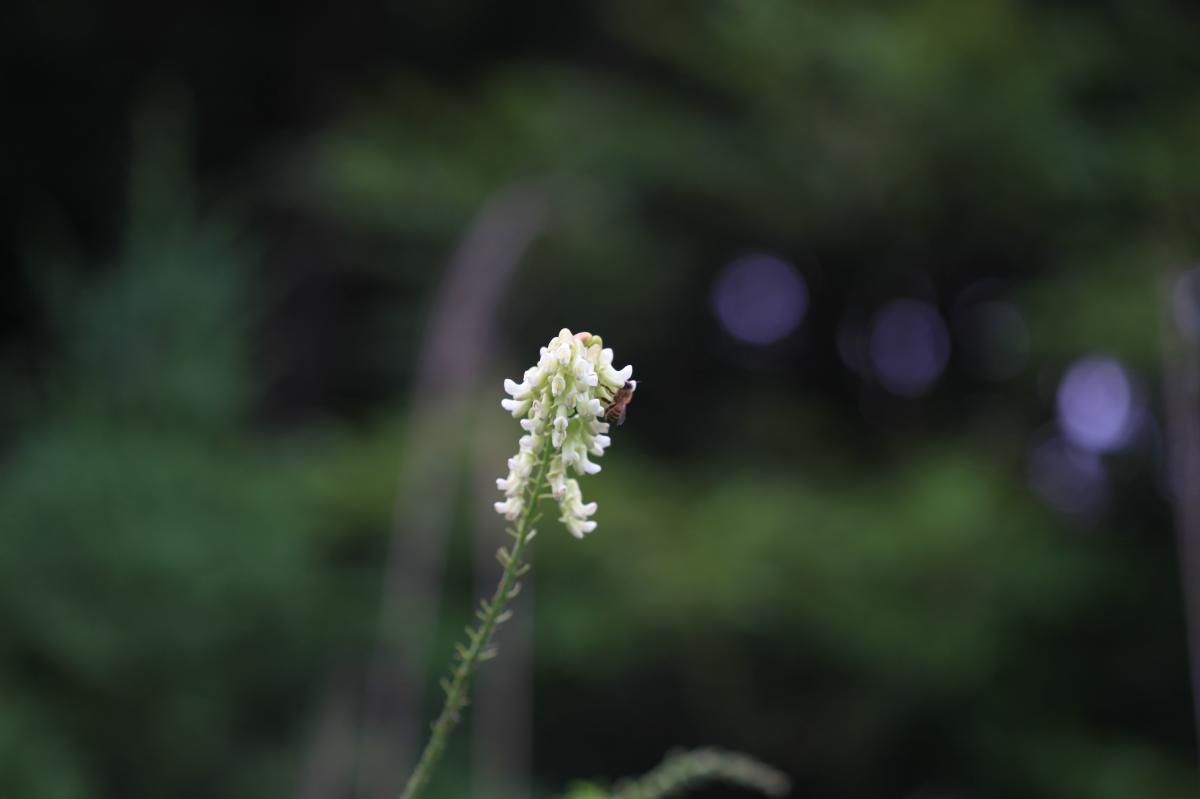 SOPHORA FLAVESCENS EXTRACT
