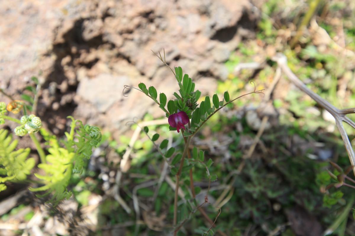 VICIA SATIVA EXTRACT