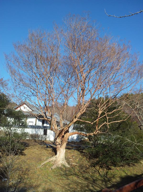 배롱나무