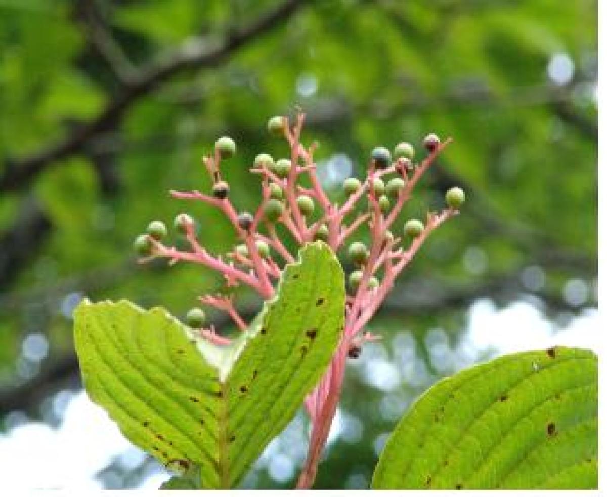 CORNUS CONTROVERSA LEAF EXTRACT
