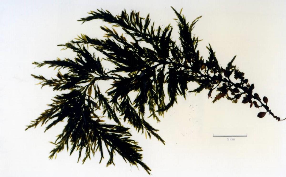SARGASSUM FULVELLUM EXTRACT