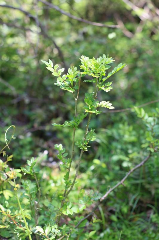 ZANTHOXYLUM COREANUM BRANCH/LEAF EXTRACT