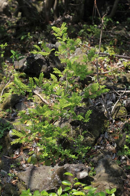 ZANTHOXYLUM PIPERITUM PEEL EXTRACT