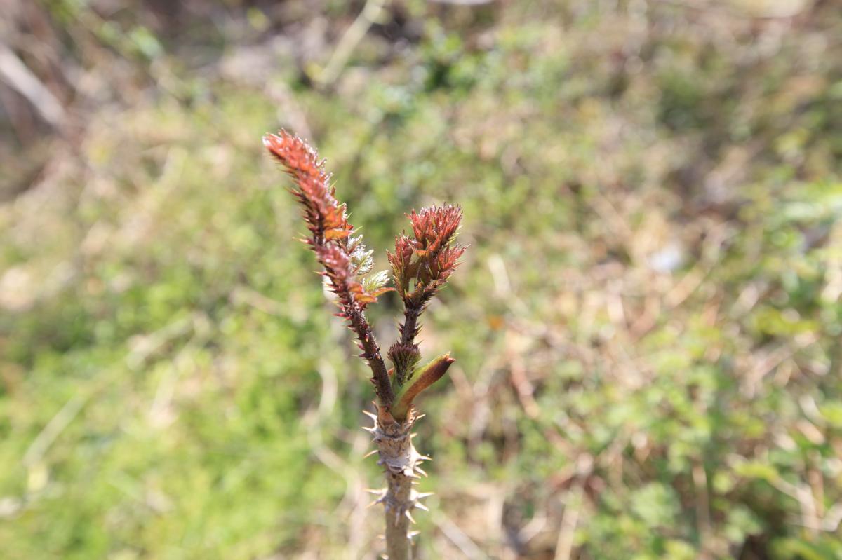 ARALIA ELATA BRANCH/LEAF EXTRACT