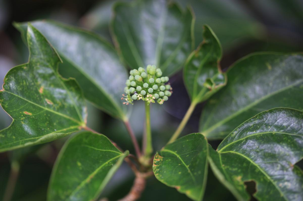 황칠나무