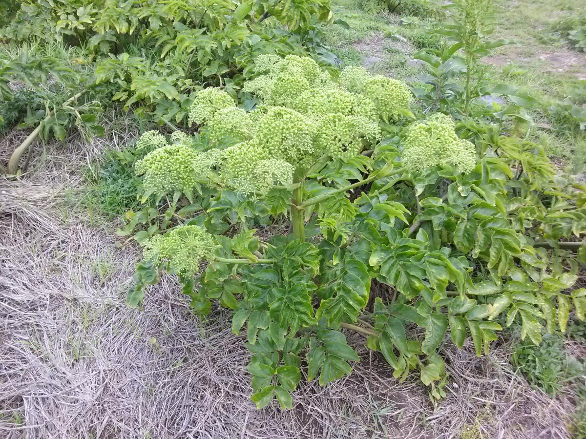 ANGELICA JAPONICA EXTRACT