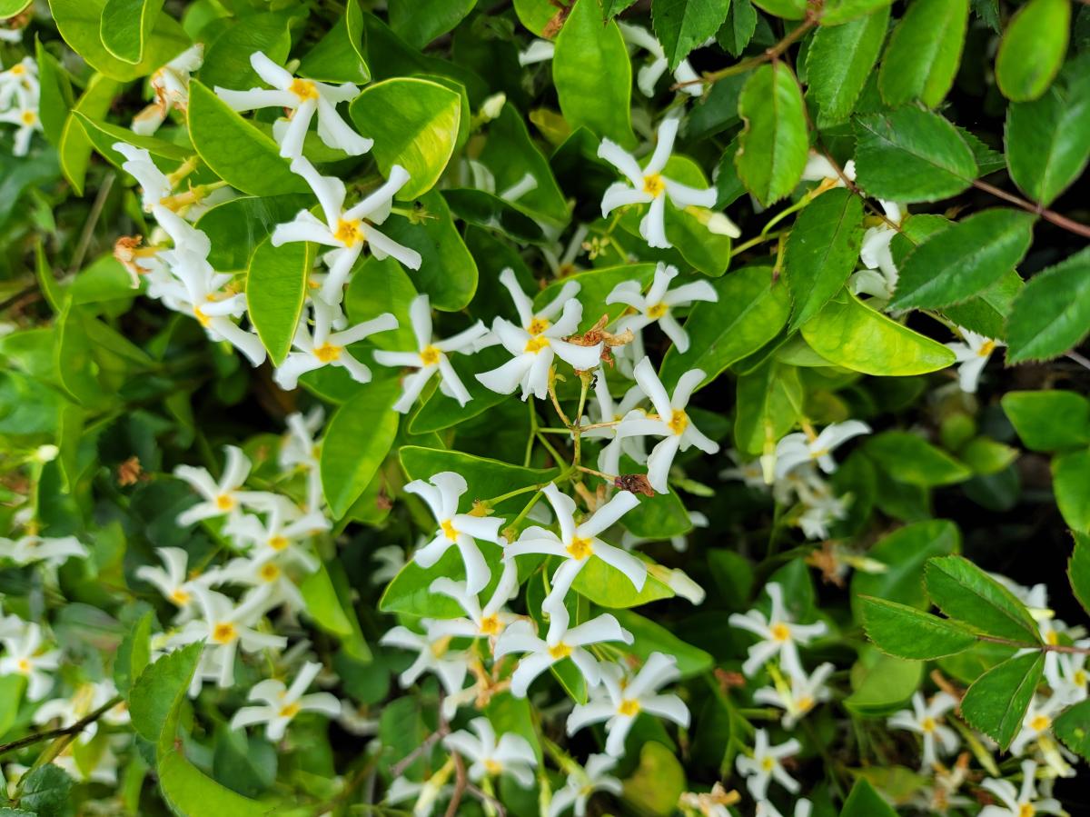 마삭줄