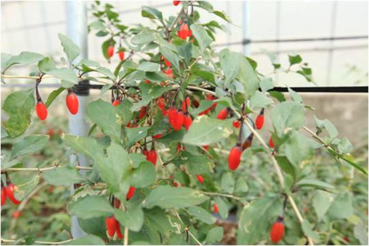 LYCIUM CHINENSE EXTRACT