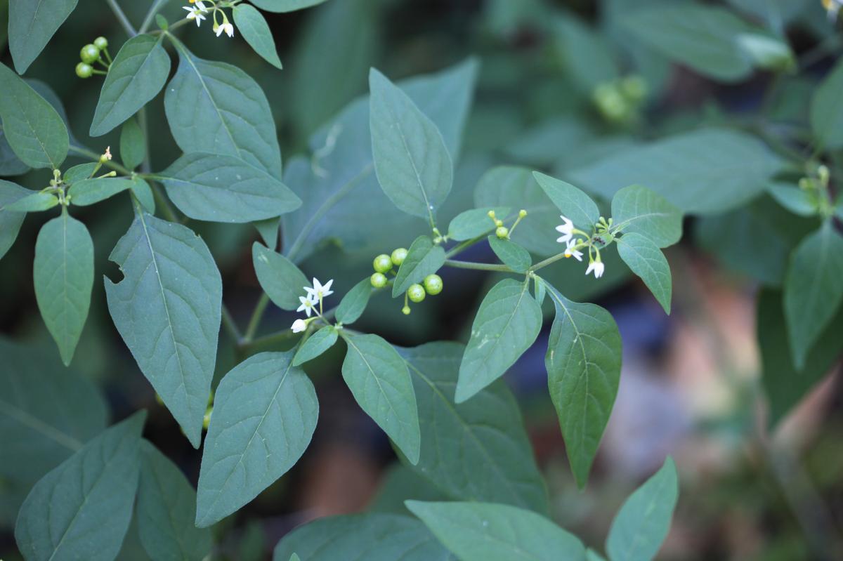 SOLANIM NIGRUM FRUIT EXTRACT