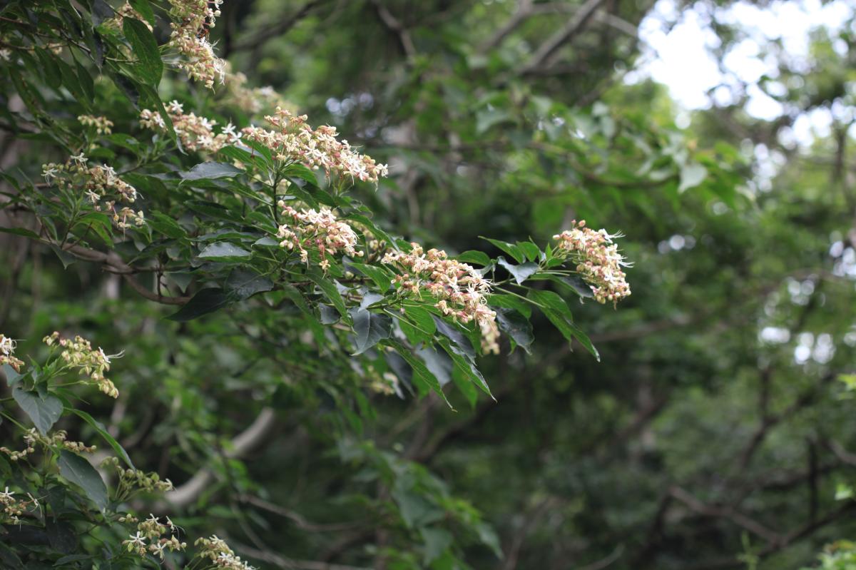 CLERODENDRON TRICHOTOMUM BRANCH/LEAF EXTRACT