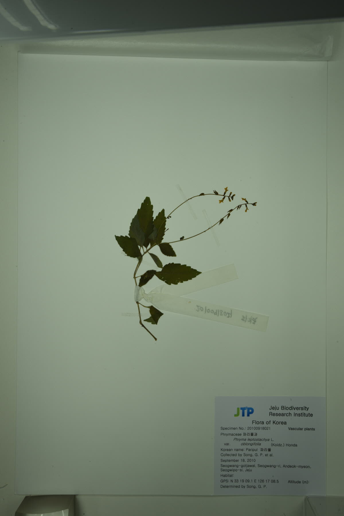 파리풀
