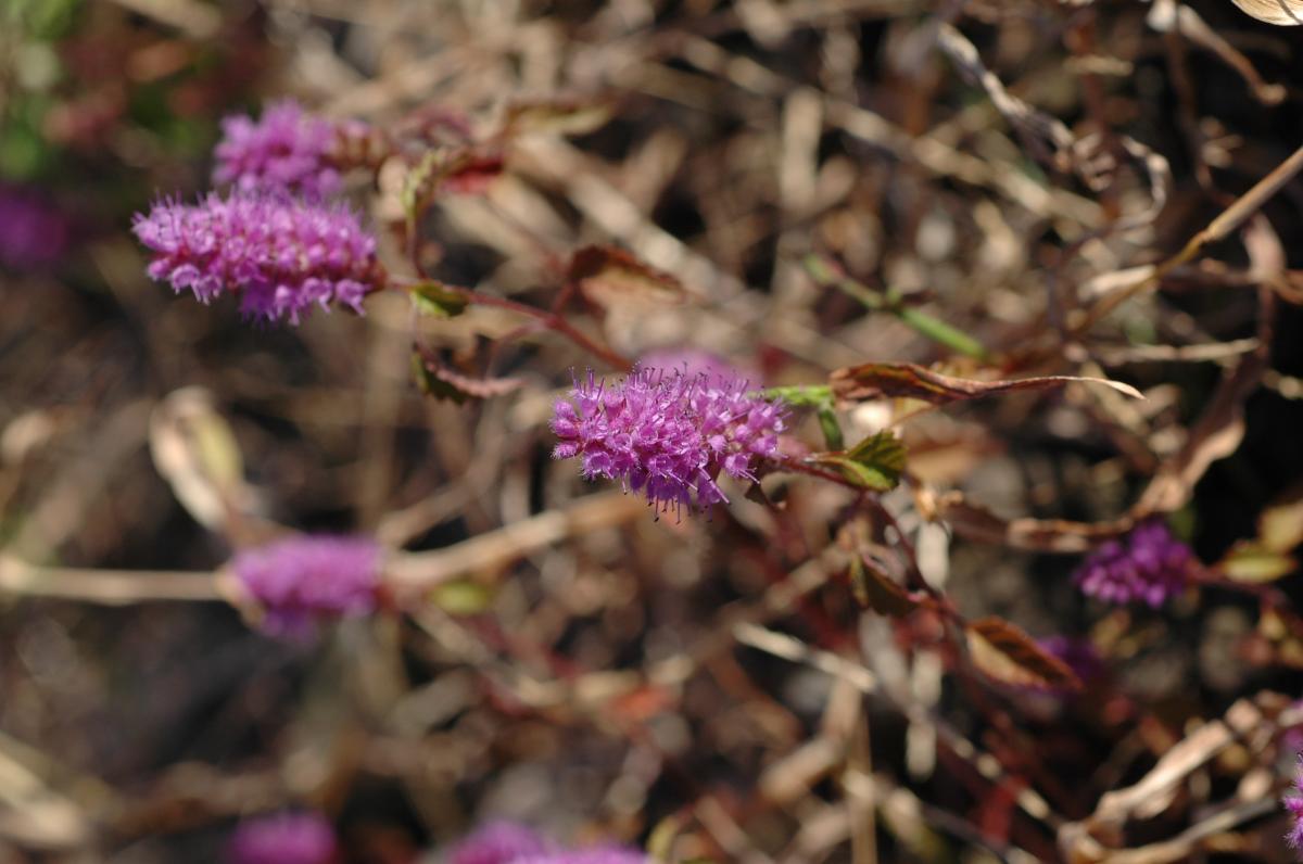 ELSHOLTZIA SPLENDENS EXTRACT