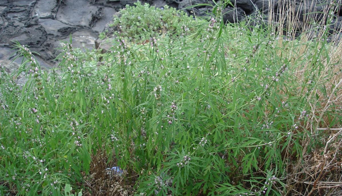 LEONURUS SIBIRICUS EXTRACT
