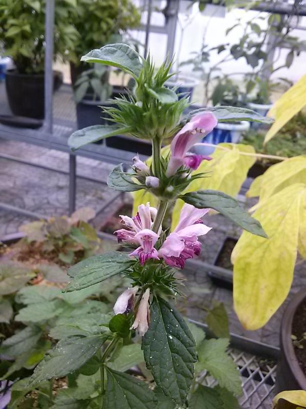 송장풀