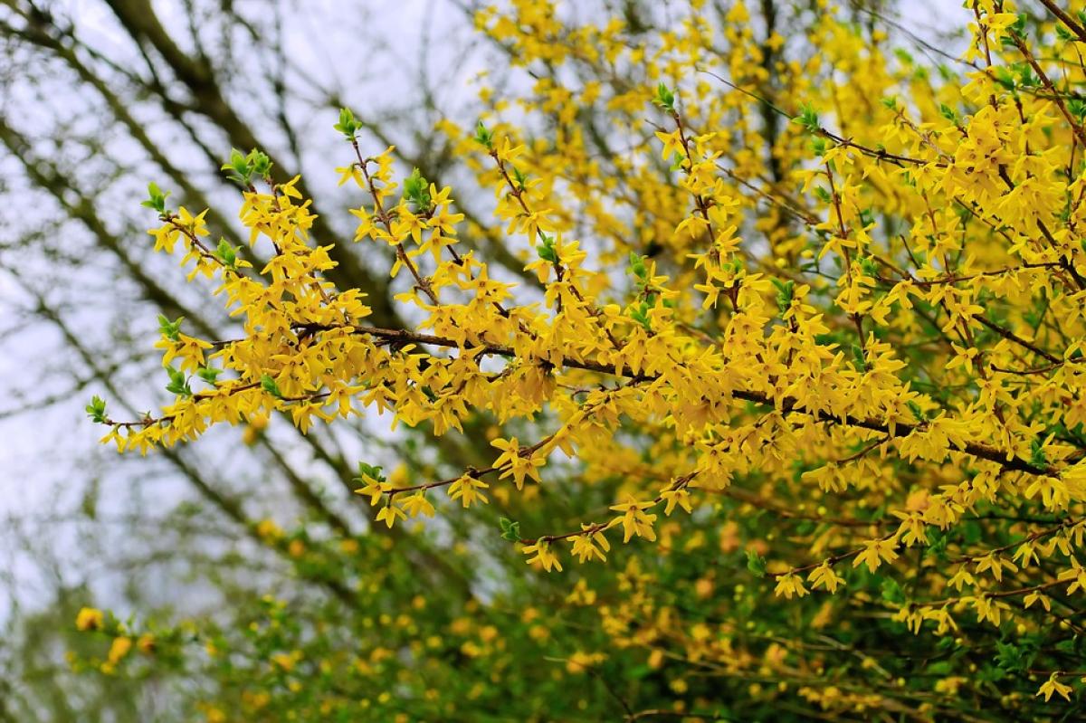 FORSYTHIA KOREANA BRANCH/LEAF EXTRACT