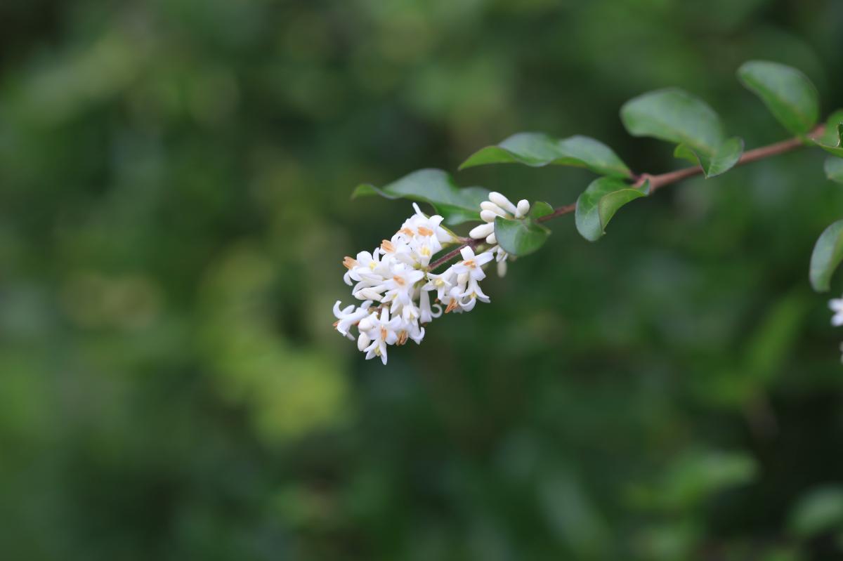 LIGUSTRUM OBTUSIFOLIUM BRANCH/LEAF EXTRACT