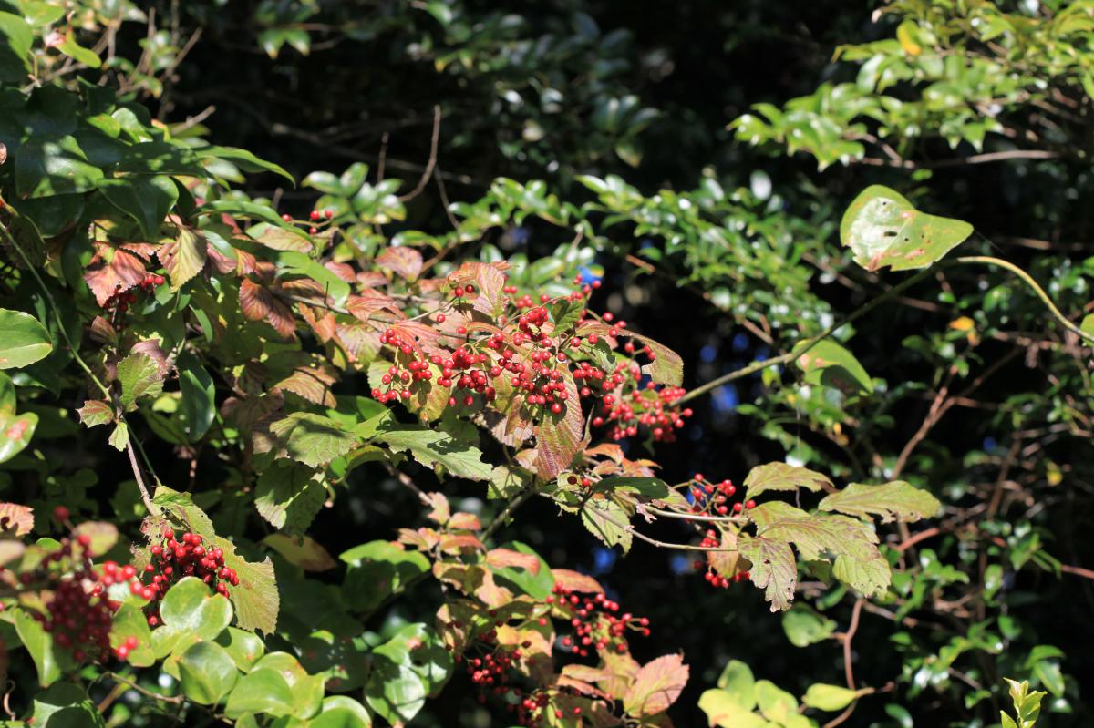 VIBURNUM DILATATUM LEAF/STEM EXTRACT