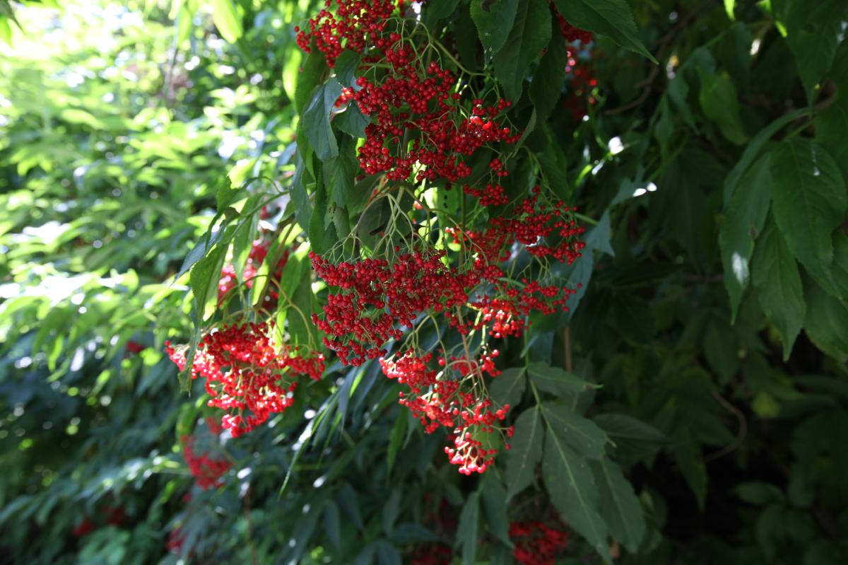 SAMBUCUS SIEBOLDIANA LEAF/STEM EXTRACT