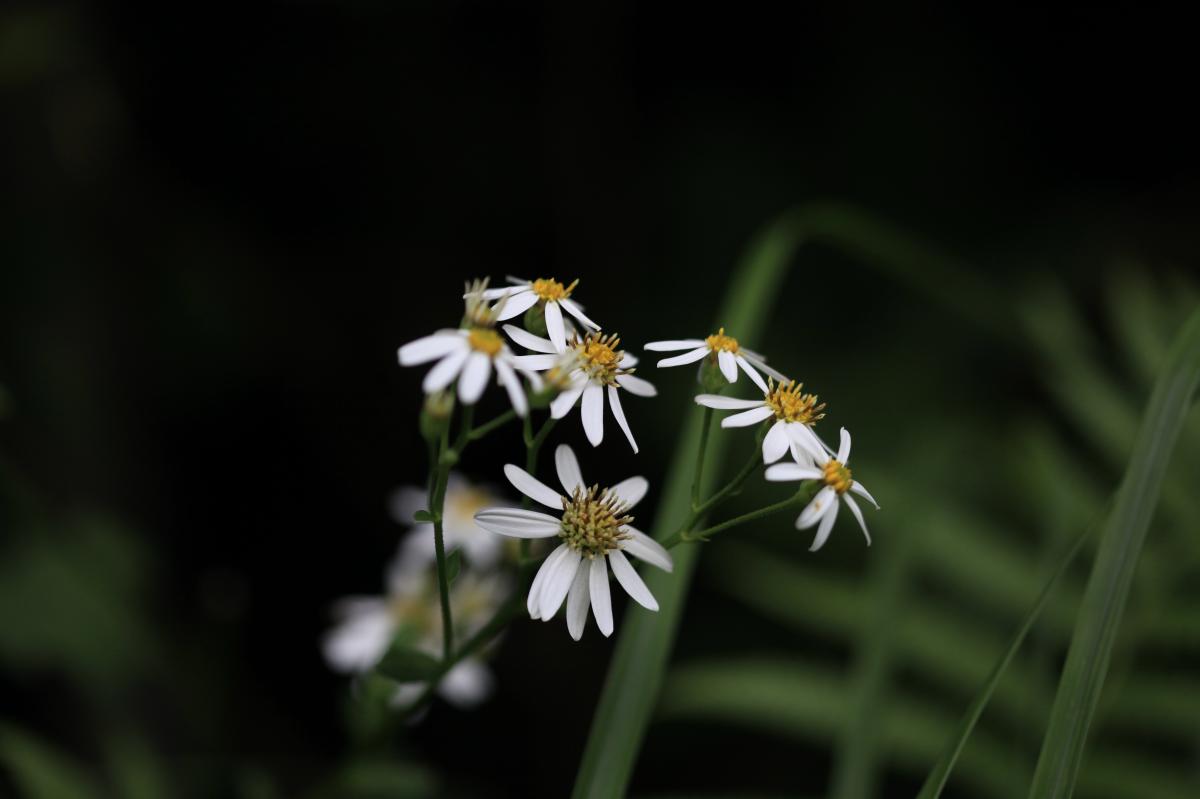 ASTER SCABER EXTRACT