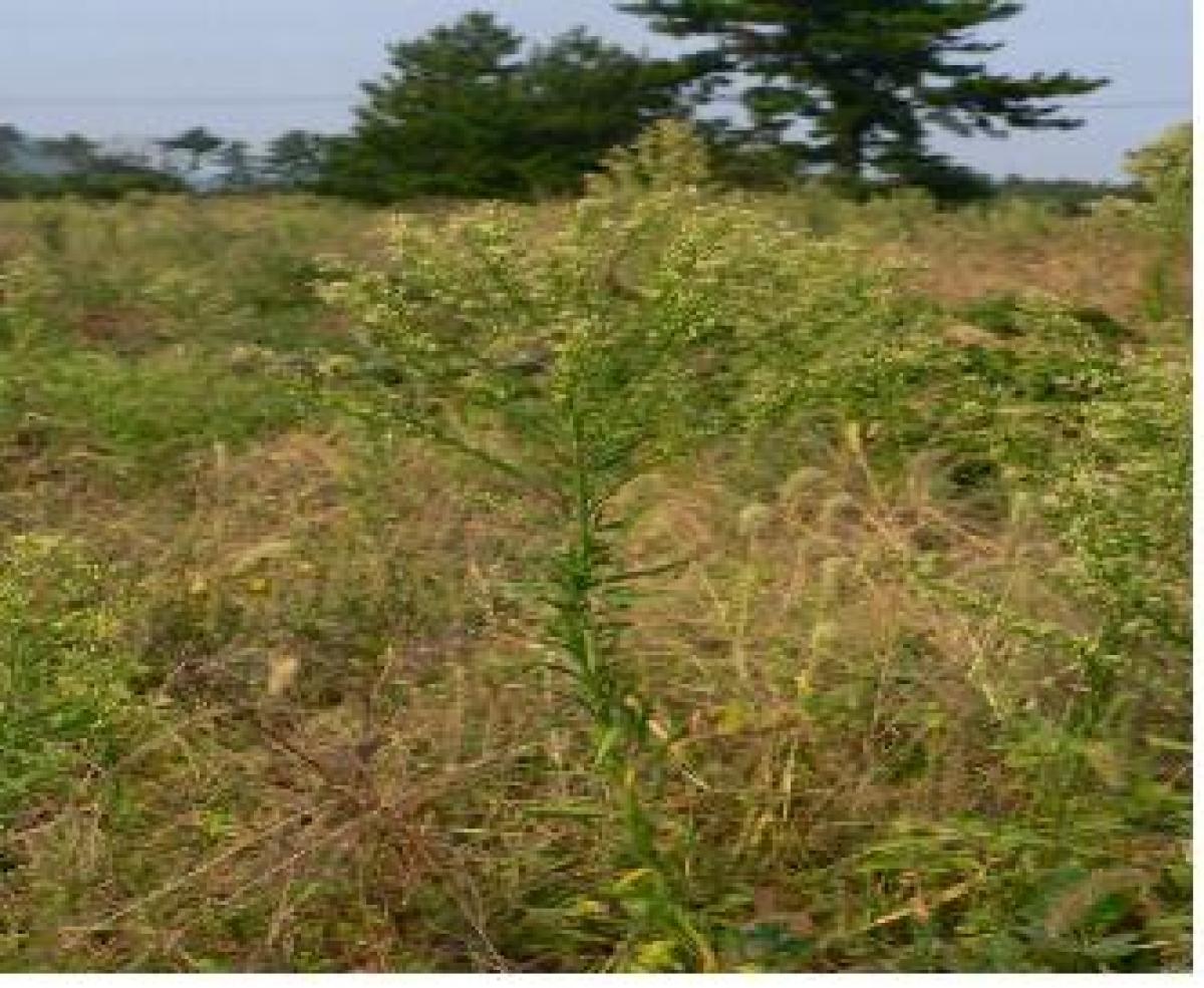 ERIGERON CANADENSIS FLOWER EXTRACT