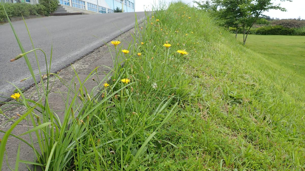 HYPOCHAERIS RADICATA EXTRACT