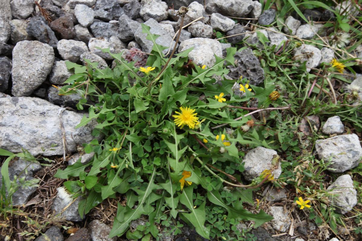 TARAXACUM PLATYCARPUM EXTRACT