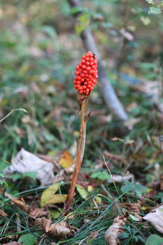 ARISAEMA AMURENSE EXTRACT