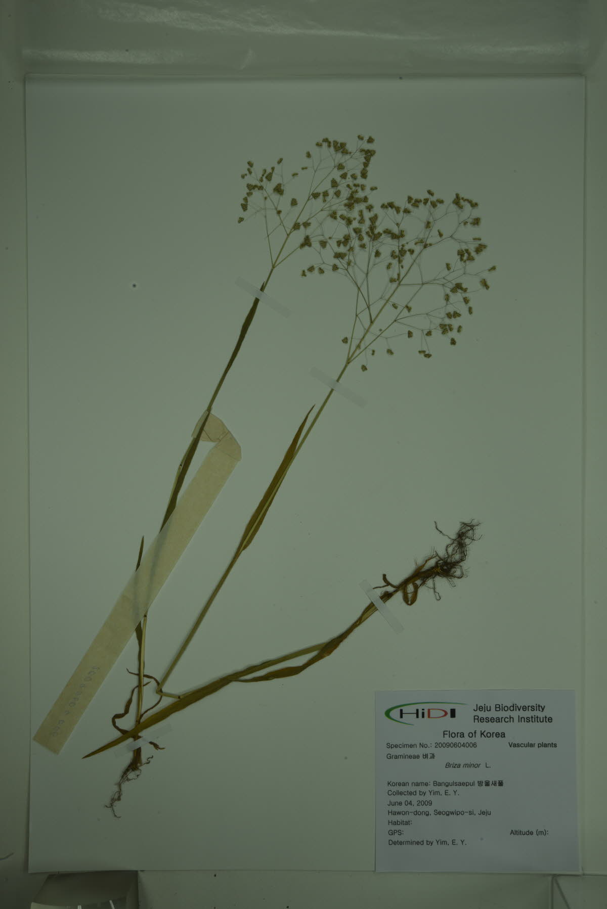 방울새풀
